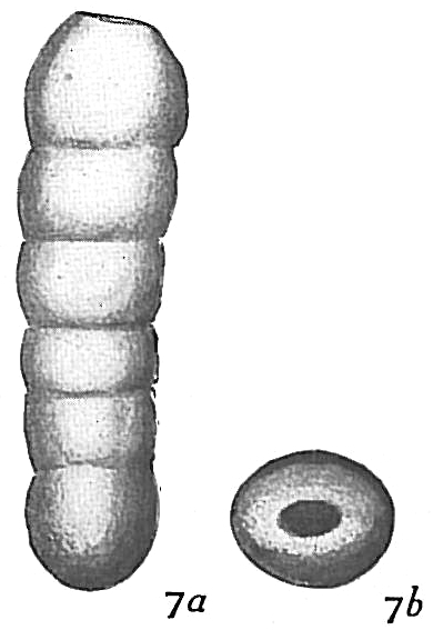 Nodosaria pauperata Nodosaria pauperata