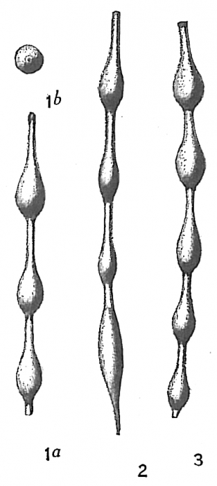 Nodosaria pyrula Nodosaria pyrula
