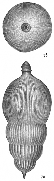 Nodosaria scalaris Nodosaria scalaris
