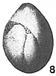 Polymorphina lactea
