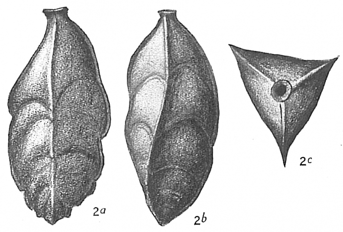 Triplasia tricarinata