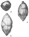 Foraminifera