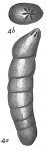 Vaginulina legumen