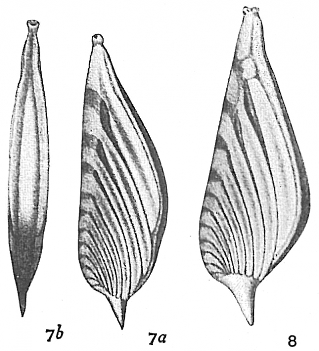 Vaginulina patens Vaginulina patens