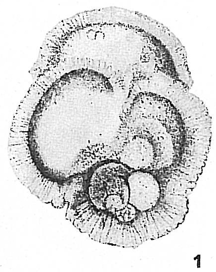 Globigerina conglobata