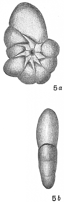 Nonionina asterizans