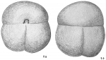 Sphaeroidina bulloides