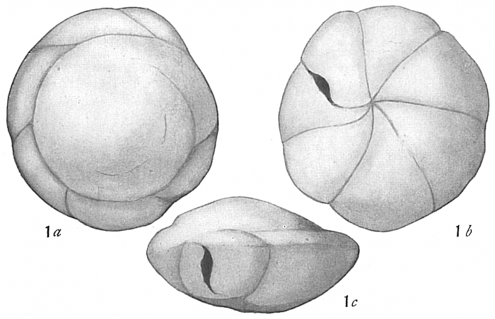 Pulvinulina karsteni Pulvinulina karsteni