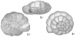 Rotalia beccarii