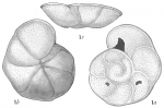 Foraminifera