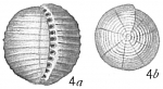 Alveolina melo