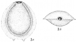 Biloculina murrhyna