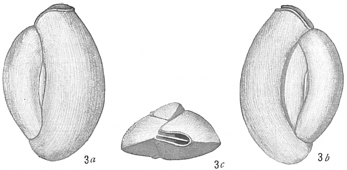 Quinqueloculina dutemplei