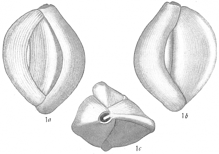 Quinqueloculina dutemplei