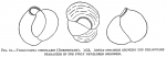 Triloculina circularis