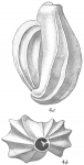 Triloculina linneiana