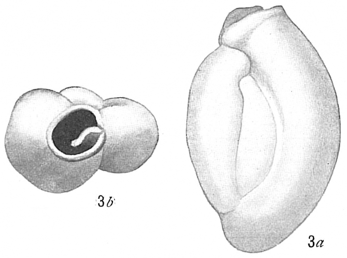 Triloculina oblonga