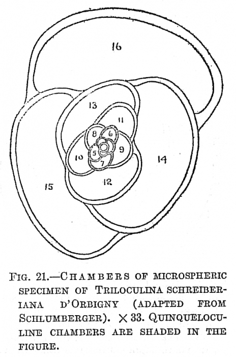 Triloculina schreiberiana Triloculina schreiberiana