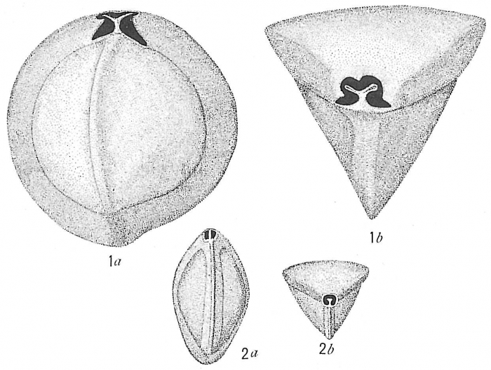 Triloculina tricarinata