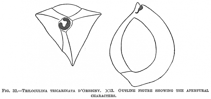 Triloculina tricarinata