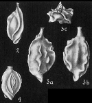 Quinqueloculina berthelotiana