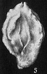 Quinqueloculina bidentata