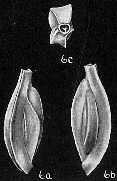 Quinqueloculina polygona