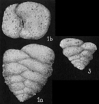 Textularia conica