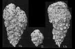 Textularia foliacea oceanica