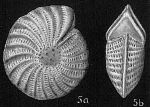Elphidium craticulatum