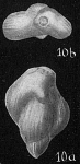 Guttulina sp.
