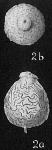 Lagena ampulla-distoma