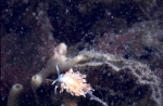Picture of Coryphella gracilis (Alder & Hancock, 1844) Picture of Coryphella gracilis (Alder & Hancock, 1844)