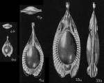 Lagena formosa