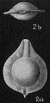 Lagena marginata var.