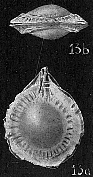 Lagena yokoyamae Lagena yokoyamae