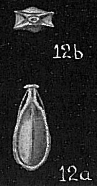 Lagena sp. Lagena sp.