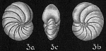 Nonion boueanum