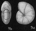 Nonion pacificum