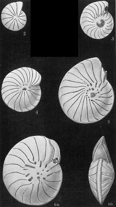 Operculinella venosa Operculinella venosa