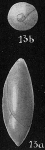 Pyrulina cylindroides