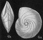 Robulus expansus var. planulatus