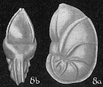 Saracenaria sp.