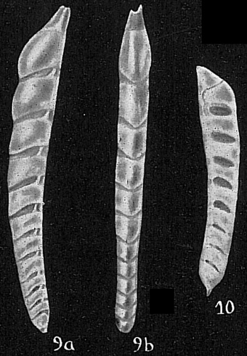 Vaginulina elegans sensu Cushman (1933) not d'Orbigny = V. subelegans according to Parr (1950)