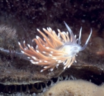 Picture of Coryphella gracilis (Alder & Hancock, 1844) Picture of Coryphella gracilis (Alder & Hancock, 1844)