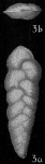 Bolivina variabilis