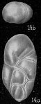 Robertina subcylindrica