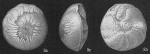Amphistegina madagascariensis