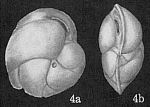 Cassidulina carinata