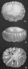 Cymbaloporella tabellaeformis